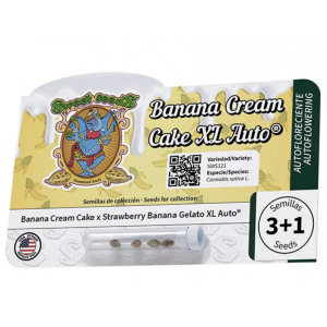 Banana Cream Cake XL Auto. Photo 3